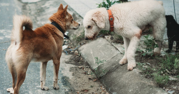 Two dogs meet and greet on a city street, showcasing their social behavior.