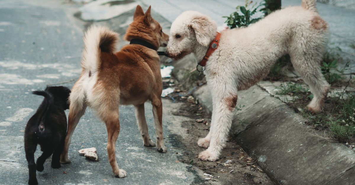 Why is my dog peeing so much?