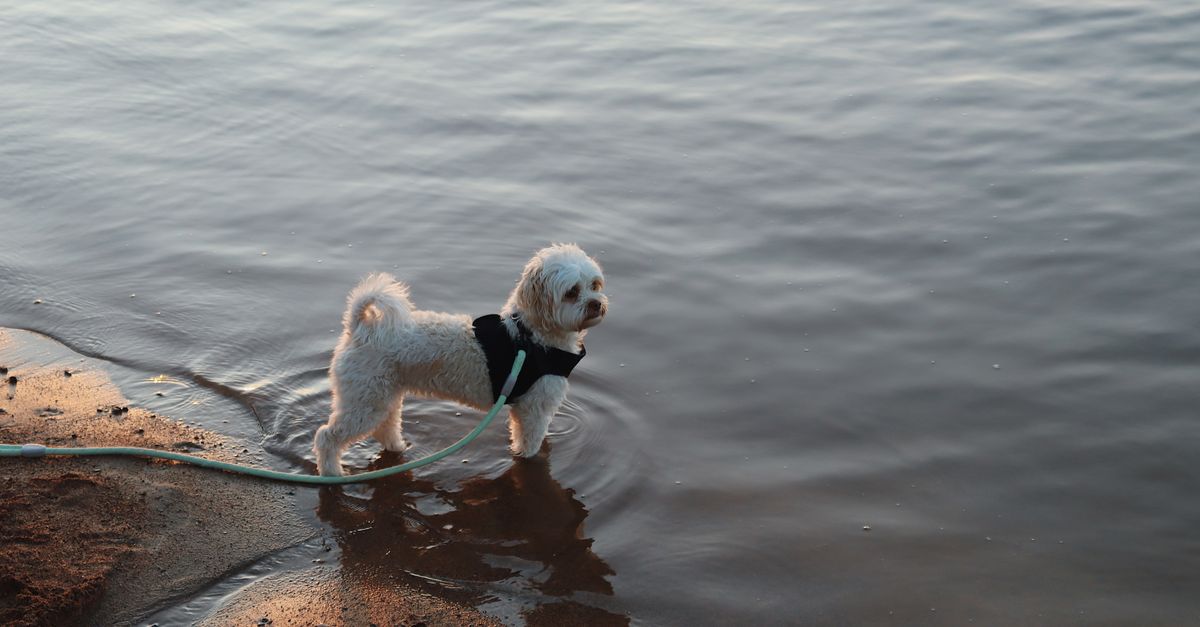 Swimmer puppy syndrome: what it is and how to help