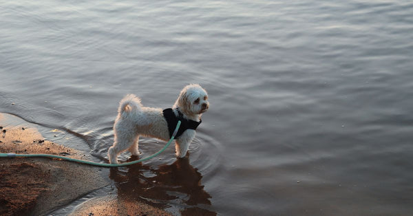 Cute white dog on a beach, playing with the leash in shallow water.