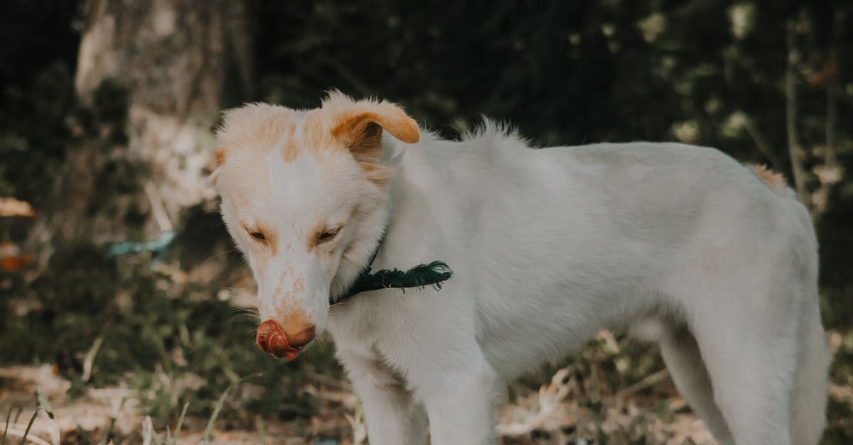 Is olive oil good for dogs?