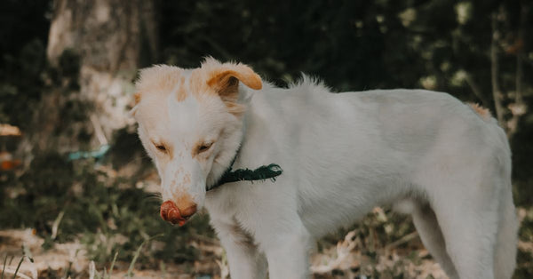A side view of a cute white dog standing in a sunlit forest setting, capturing a serene moment.