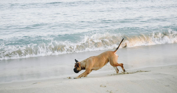 A playful Boxer dog enjoying an active run along a sandy beach with ocean waves.