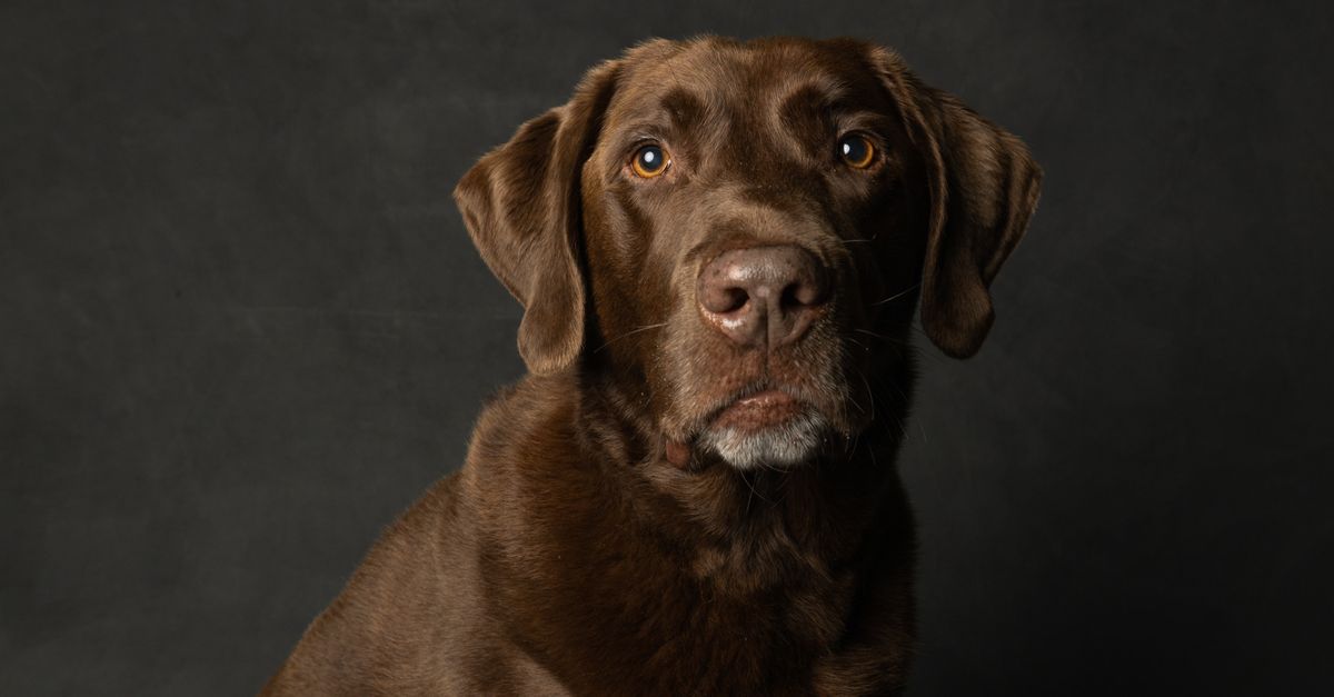 The best joint supplement for working Labradors
