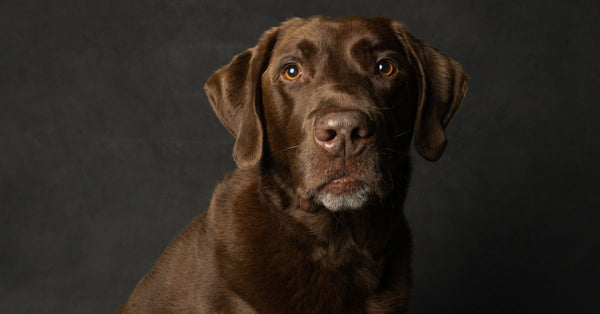 Close-up portrait of a chocolate Labrador Retriever with black background.