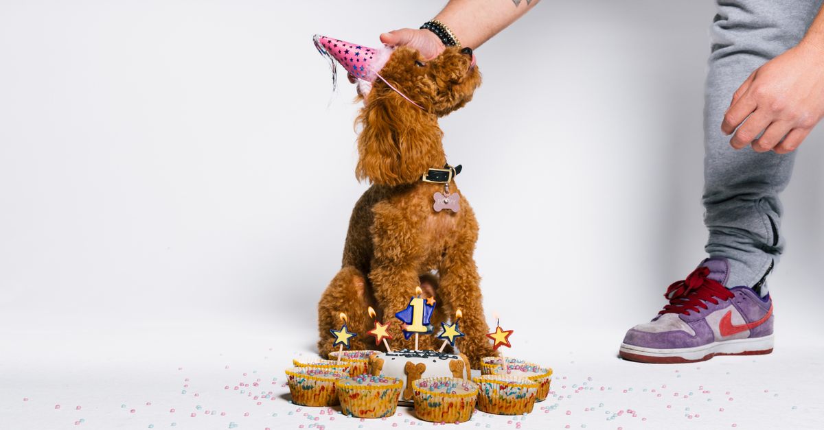 The best joint supplement for a dog with wobbler syndrome