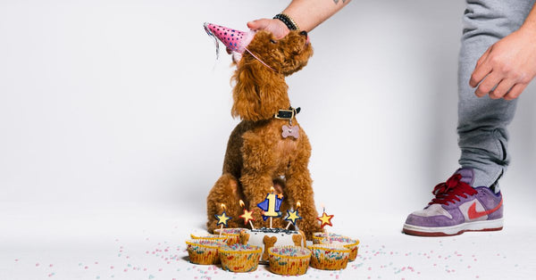 Cute dog wearing birthday hat with cupcakes and human hand on white background.