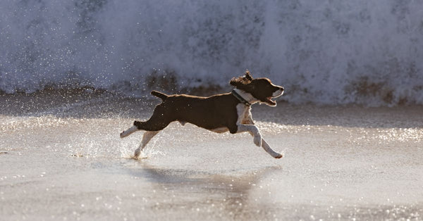 A joyful dog runs along the shoreline with waves crashing in the background, capturing the essence of freedom and play.