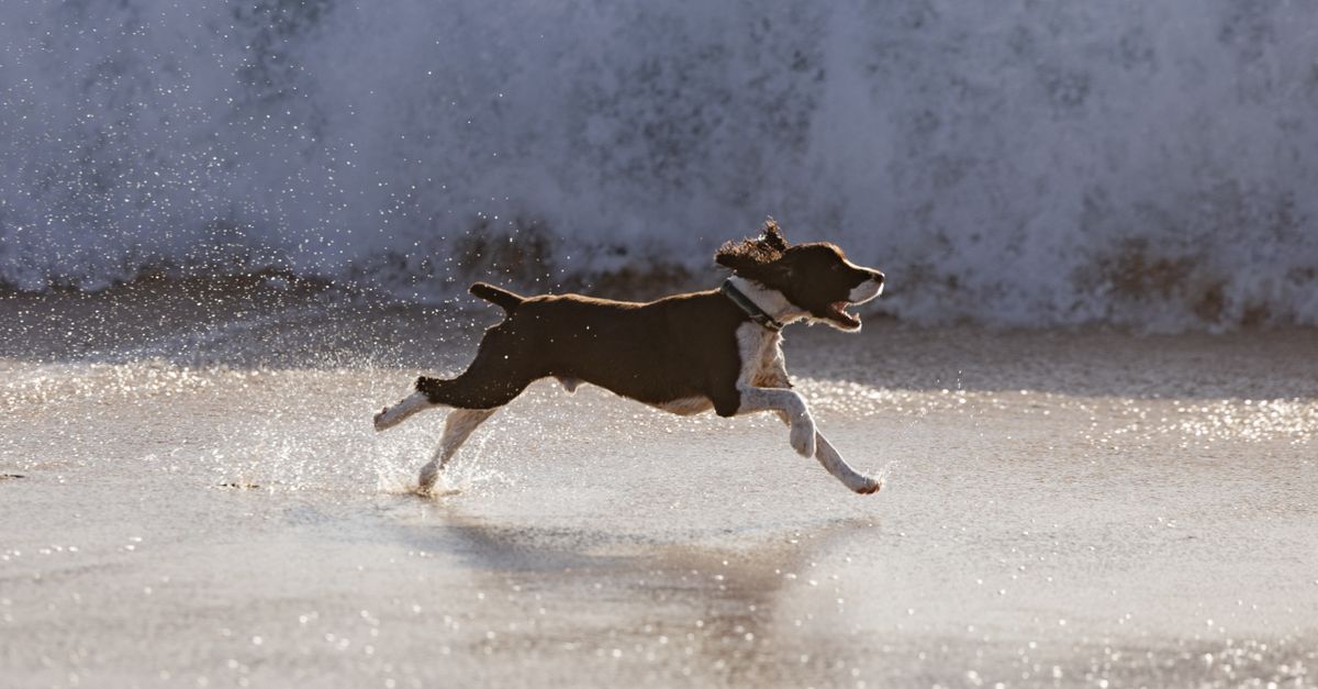 The best joint supplement for a dog with pancreatitis