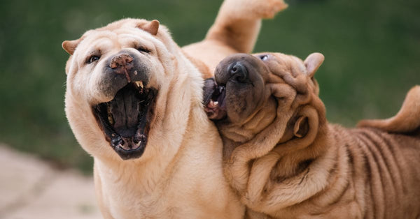 Two playful Shar Pei dogs frolicking together outdoors on a sunny day.