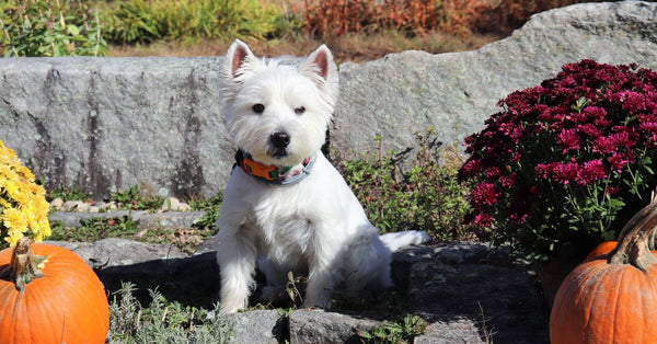 A cute West Highland White Terrier sitting among pumpkins and flowers in a vibrant autumn garden.