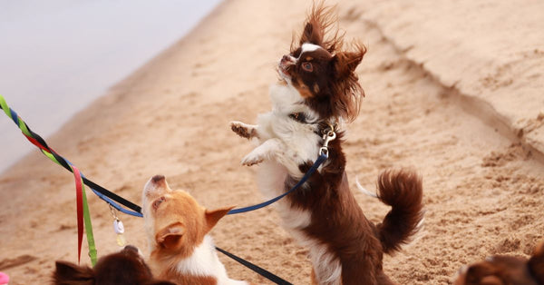 Charming small dogs, including Chihuahuas, play happily on a sandy beach in Jönköping, Sweden.
