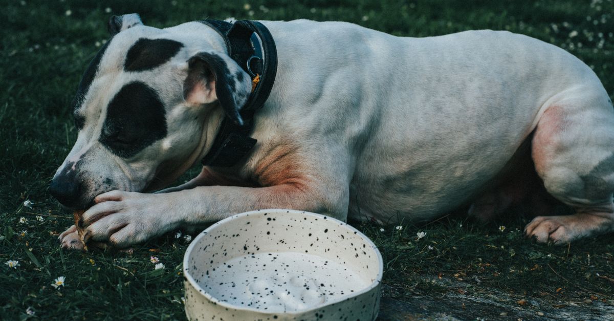 The best joint supplement for dogs on a low-fat diet