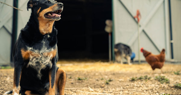 A black dog sits watchfully in front of a barn, with a hen in the background.