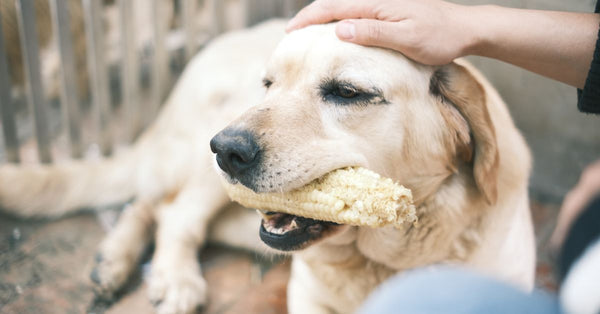 A labrador retriever eating corn while being gently patted by a human hand.
