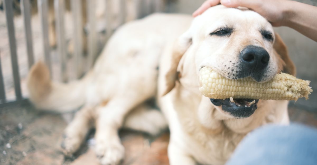 Can dogs eat sweet potato? Benefits for joints