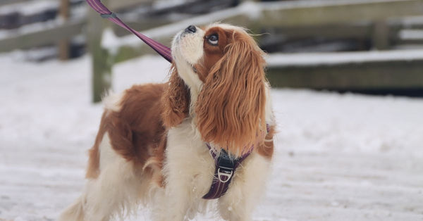Cavalier King Charles Spaniel on a winter walk in Jönköping, Sweden's snowy landscape.