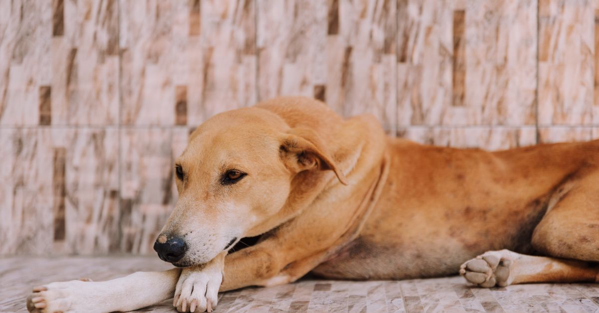 What to do first when your dog starts slowing down