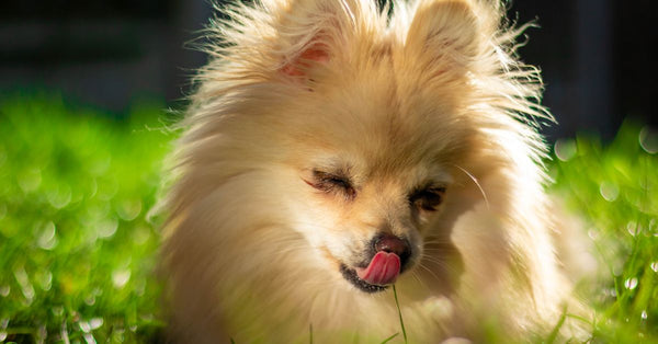 Close-up of a Pomeranian dog basking in sunlight on green grass, exuding joy and warmth.