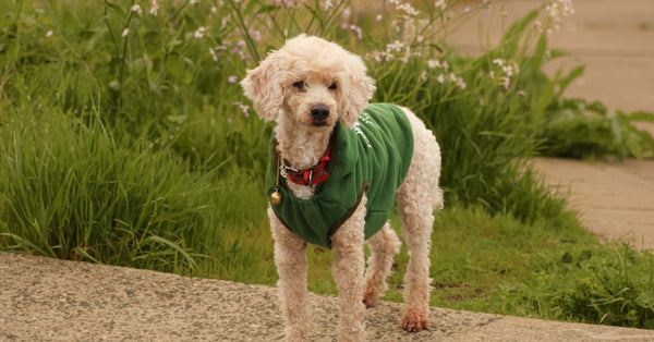 Charming poodle in a green sweater enjoying a walk in a verdant park on a clear day.