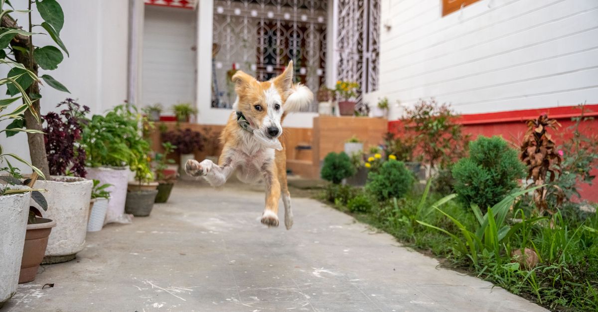Where to buy Pet Gently cheapest in the UK