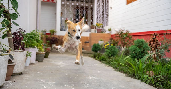 Where to buy Pet Gently cheapest in the UK