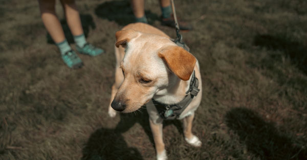A cheerful dog on a leash enjoying a sunny day on Galiano Island.