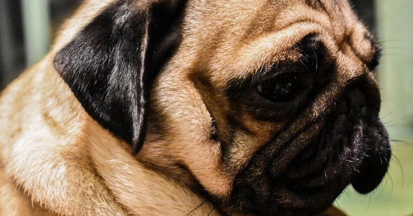 Charming close-up portrait of a pug dog featuring its distinctive wrinkled face and expressive eyes.