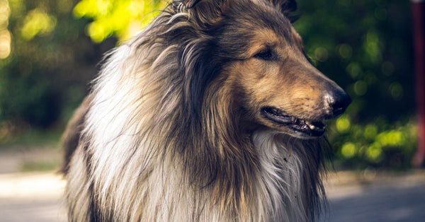 A rough collie with long fur standing outdoors in sunlight