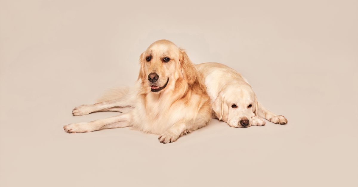 Galliprant for dogs: How it works