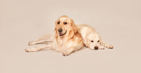 Charming golden retrievers lying on a soft-colored studio backdrop, showcasing comfort and companionship.