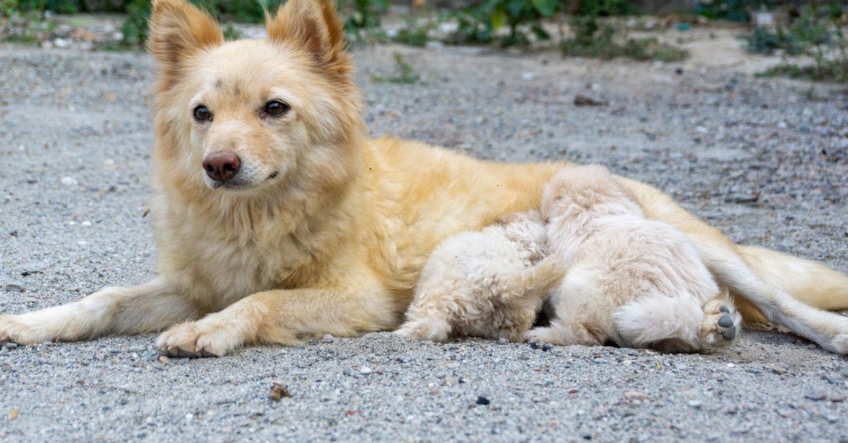 My dog ate xylitol sweetener: what should I do?