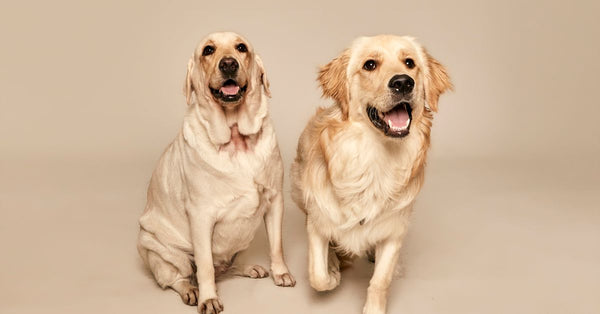 Two golden retrievers sitting and smiling at the camera on a neutral backdrop.