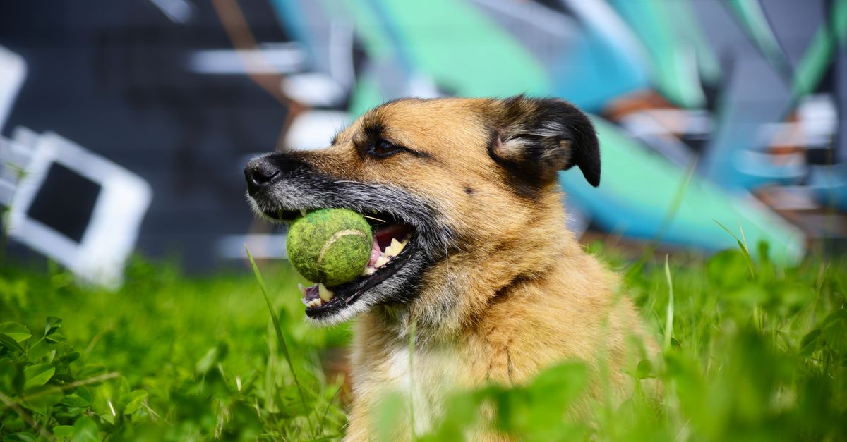 Green-lipped mussel or fish oil for dogs?