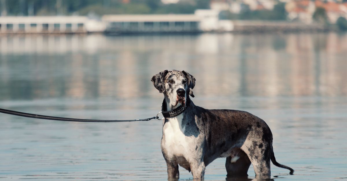 Great Dane hip and joint health: what to watch for