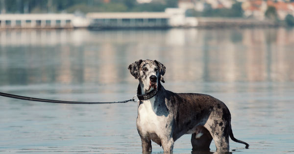 Elegant Great Dane on leash, standing in lake water with blurred cityscape backdrop in Jönköping, Sweden.