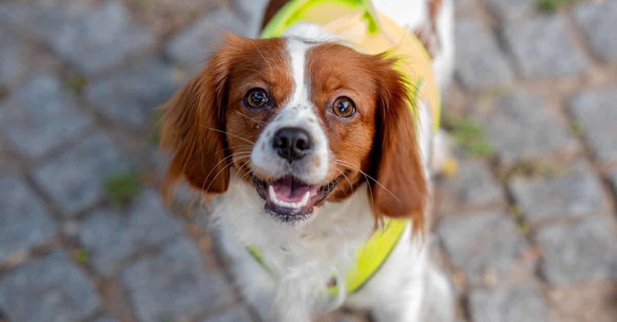 Is your Cavalier King Charles Spaniel at risk of joint problems?