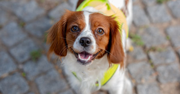 Happy Cavalier King Charles Spaniel in a neon vest on a cobblestone street, İzmir, Türkiye.