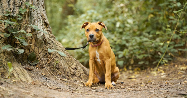 Adorable Staffordshire Bull Terrier puppy sitting by a tree in a serene forest setting.