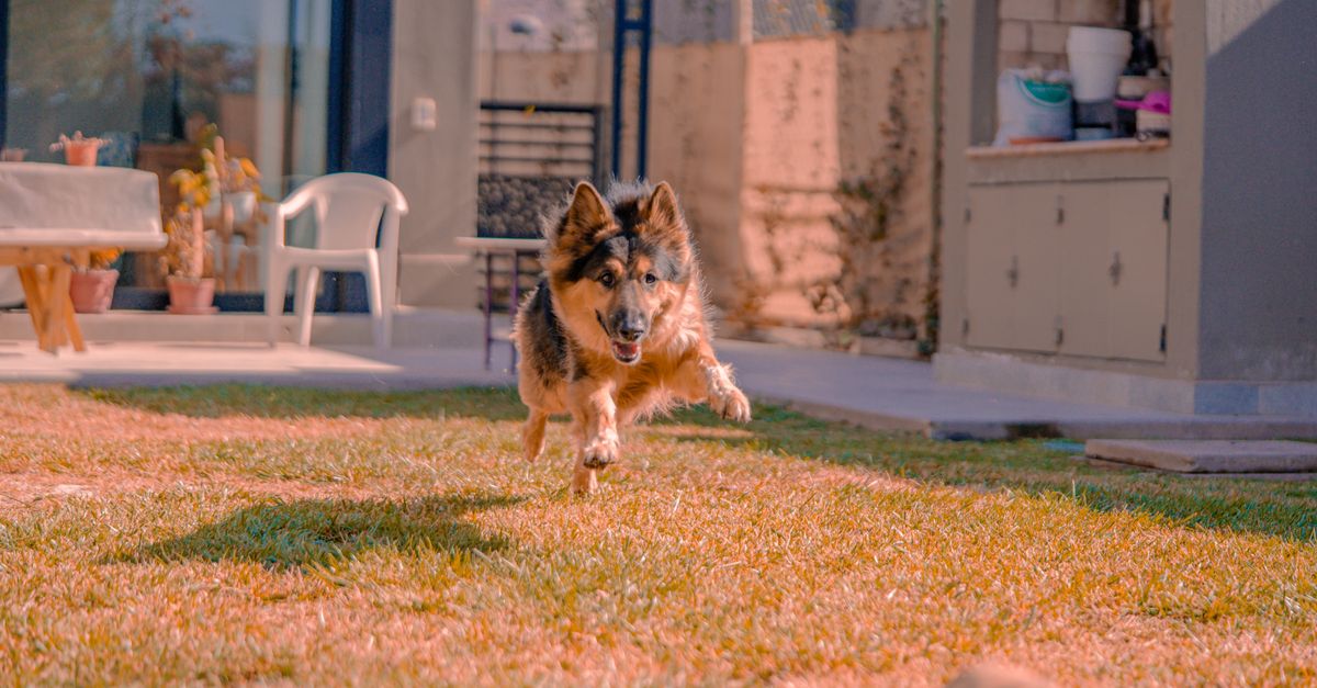 Home exercises that can help your stiff dog