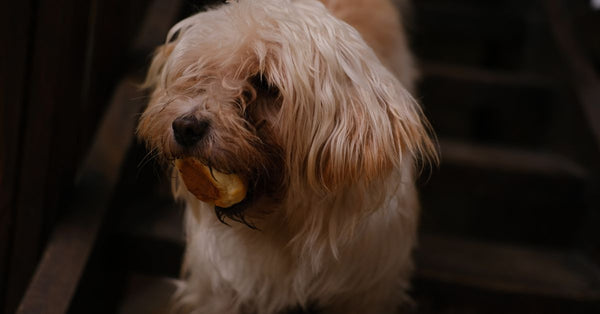 Cute fluffy dog enjoying a bun outdoors, with its furry face and playful demeanor.