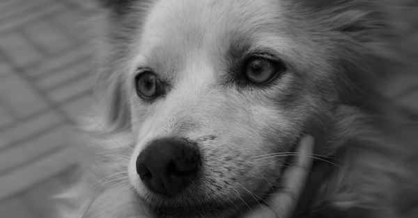 Close-up black and white portrait of a dog being gently held in Addis Ababa.
