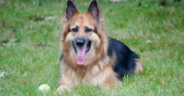 Loyal German Shepherd lying on grassy meadow in London with a ball.