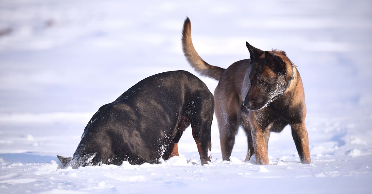 Why is my dog reverse sneezing?