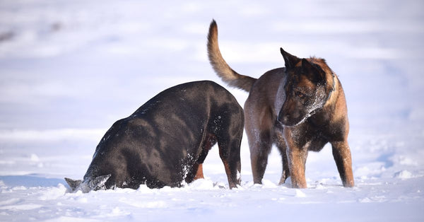 Two Belgian Malinois dogs play in the snow during winter, embodying joy and energy.