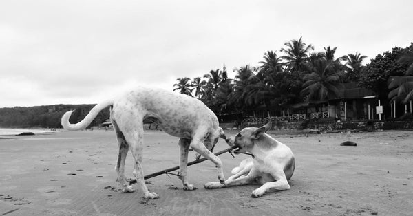 Two dogs joyfully playing with a stick on a tropical beach in monochrome.