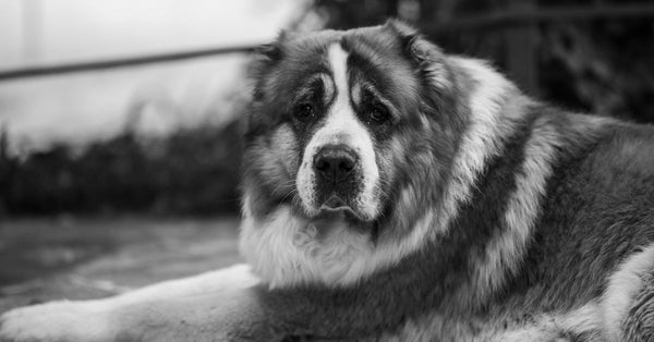 Joint supplements for Saint Bernard puppies: when to start and what to use