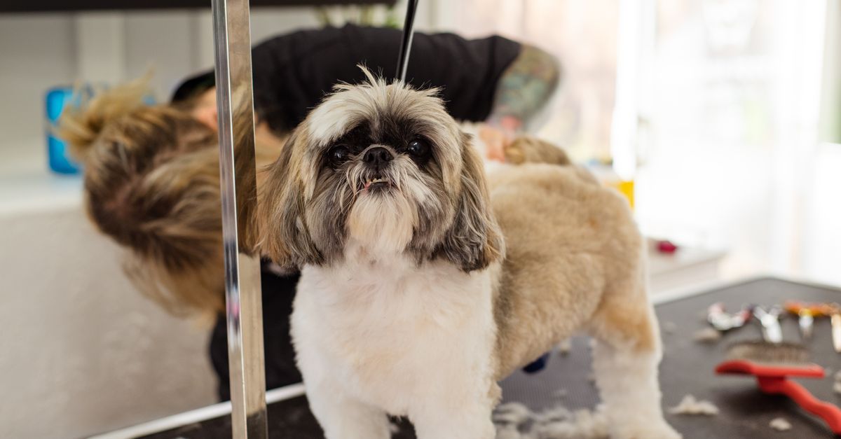 The best joint supplement for senior Shih Tzus