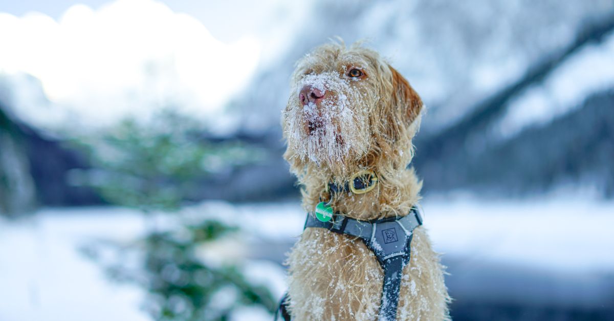 Joint supplements for Irish Wolfhound puppies: when to start and what to use