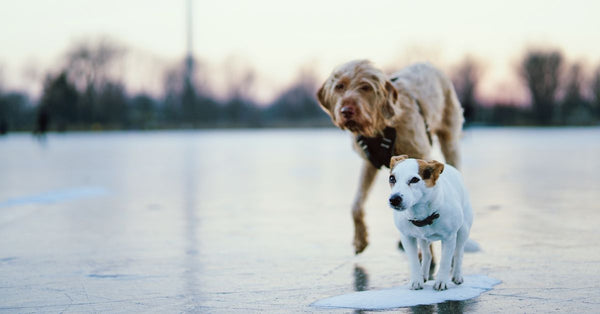 Two dogs enjoy a frosty day on a frozen lake, surrounded by a serene winter landscape.